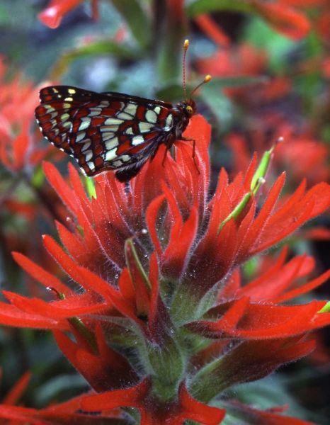 OR, Mt Hood NF Checkerspot butterfly on flower